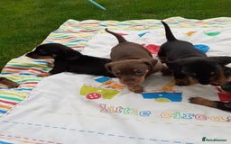 Miniature Dachshund dogs for sale: Miniature dachshounds  - Image 8