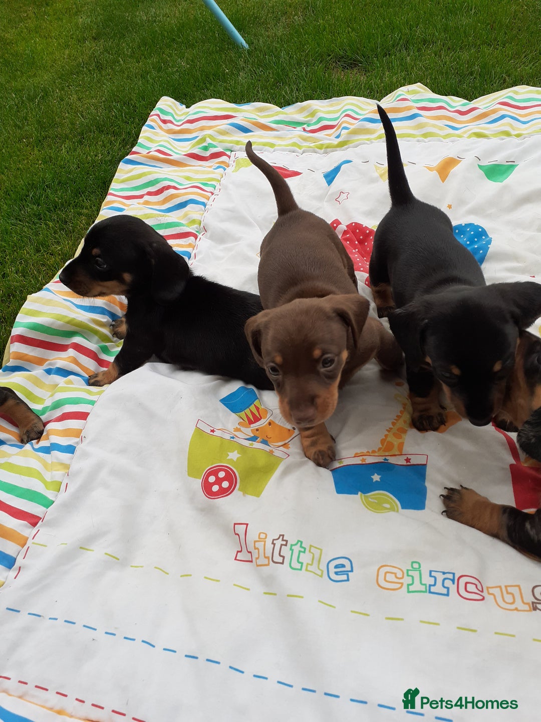 Miniature Dachshund dogs for sale: Miniature dachshounds  - Image 8