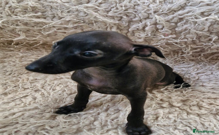Italian Greyhound dogs - Advert 1
