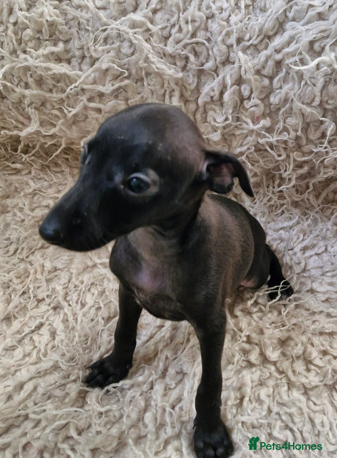Italian Greyhound dogs for sale: KC reg  Italian greyhound puppies  - Image 1