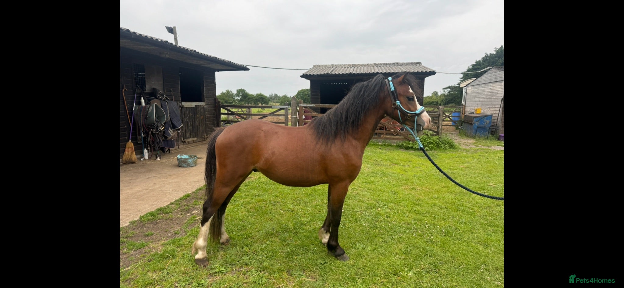 Welsh Section A horses Flashy Welsh Section A Colt - Advert 1