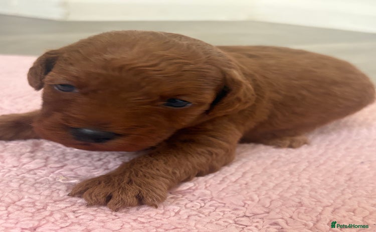 Jackapoo dogs - Advert 11