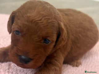 Jackapoo dogs - Advert 2