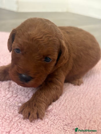 Jackapoo dogs - Advert 11