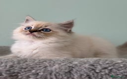 Ragdoll cats for sale: Super Affectionate Ragdoll Kittens Fife Reg - Image 10