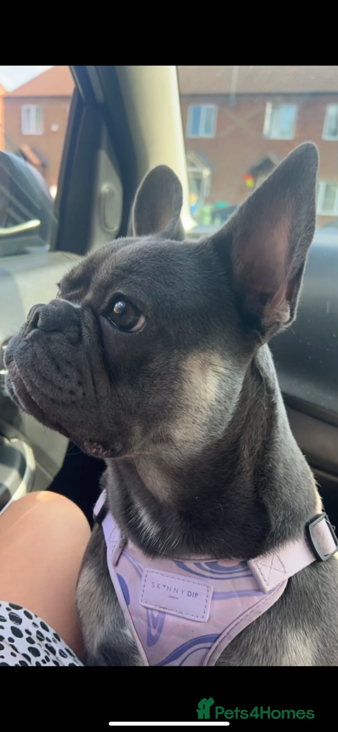 French Bulldog dogs for sale: female french bulldog  - Advert 2