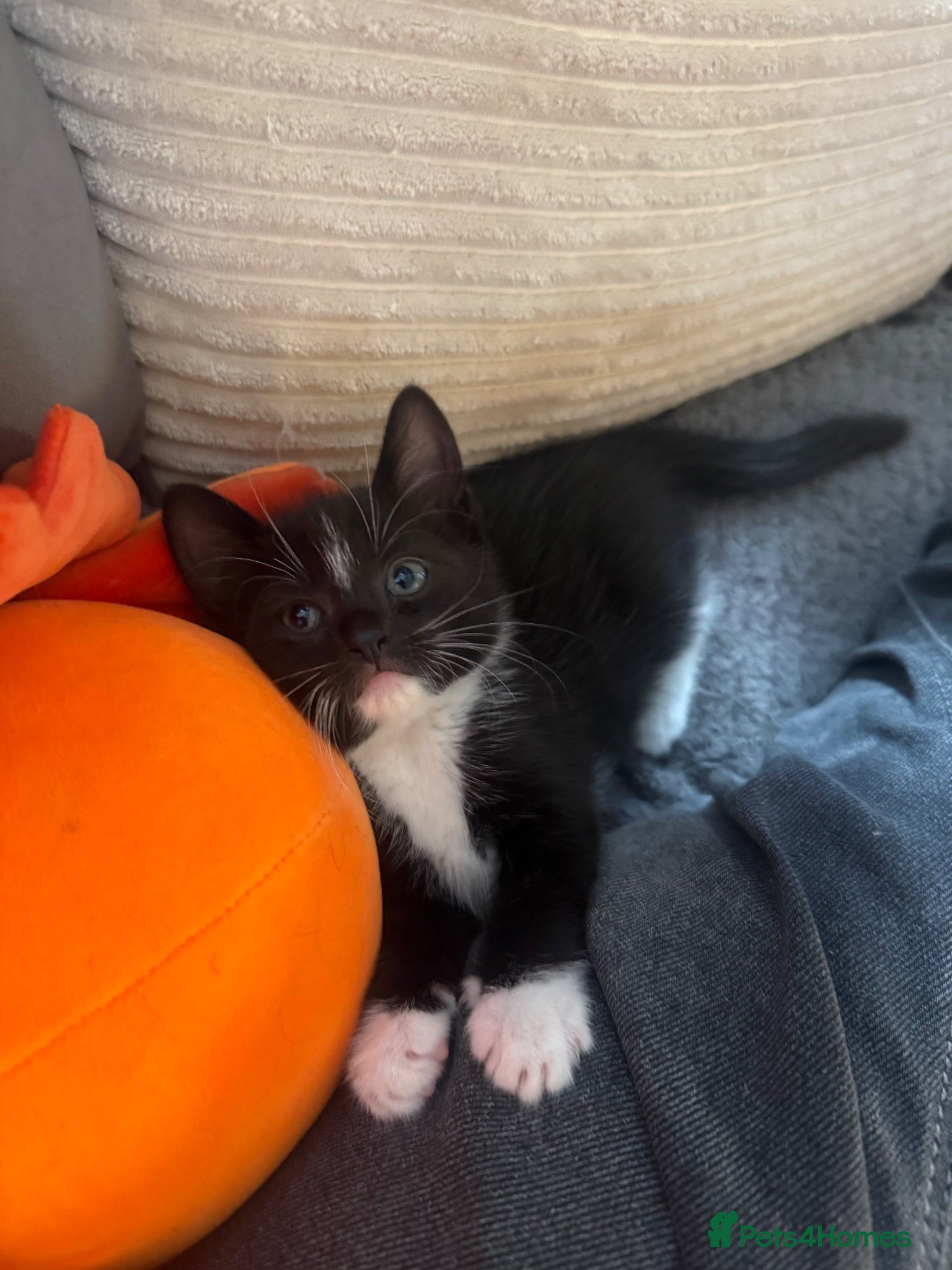 Mixed Breed cats Tuxedo girl £100 - Advert 23