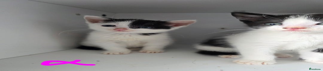 Mixed Breed Kitten 5