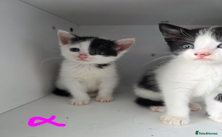 Mixed Breed cats - Advert 1