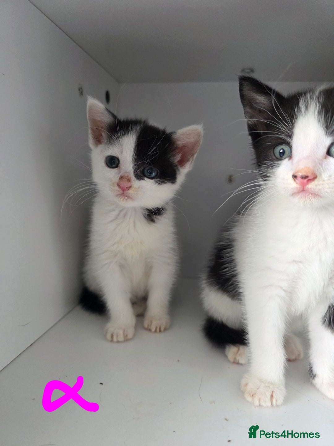 Mixed Breed cats for sale: Adorable kittens needing homes - Image 1