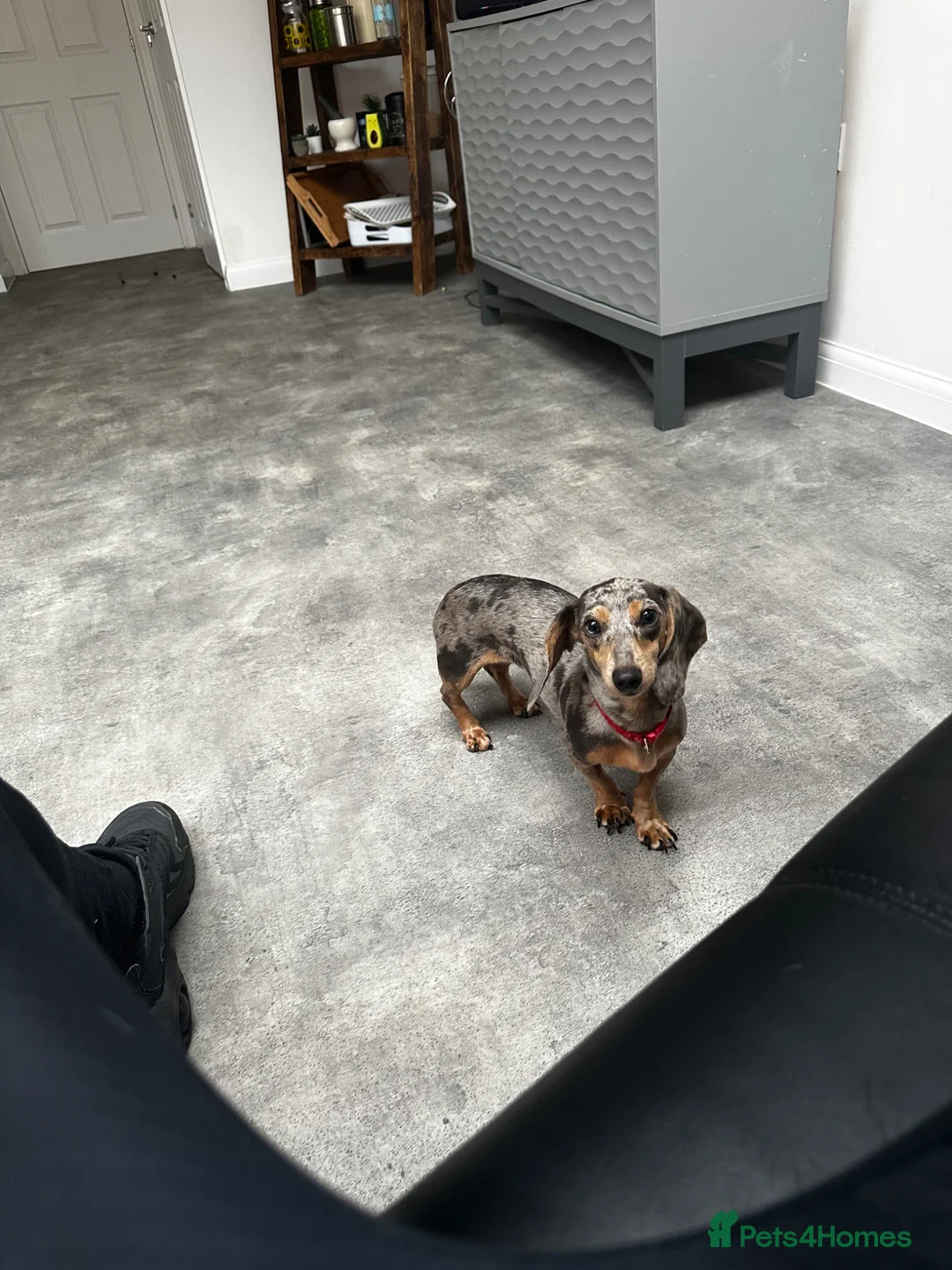 Miniature Dachshund dogs for sale: Miniature Dachshund Pups🤩 1 boy & girl available! - Advert 2