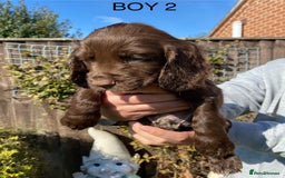 Cocker Spaniel dogs for sale: Cocker spaniel puppies  - Image 11