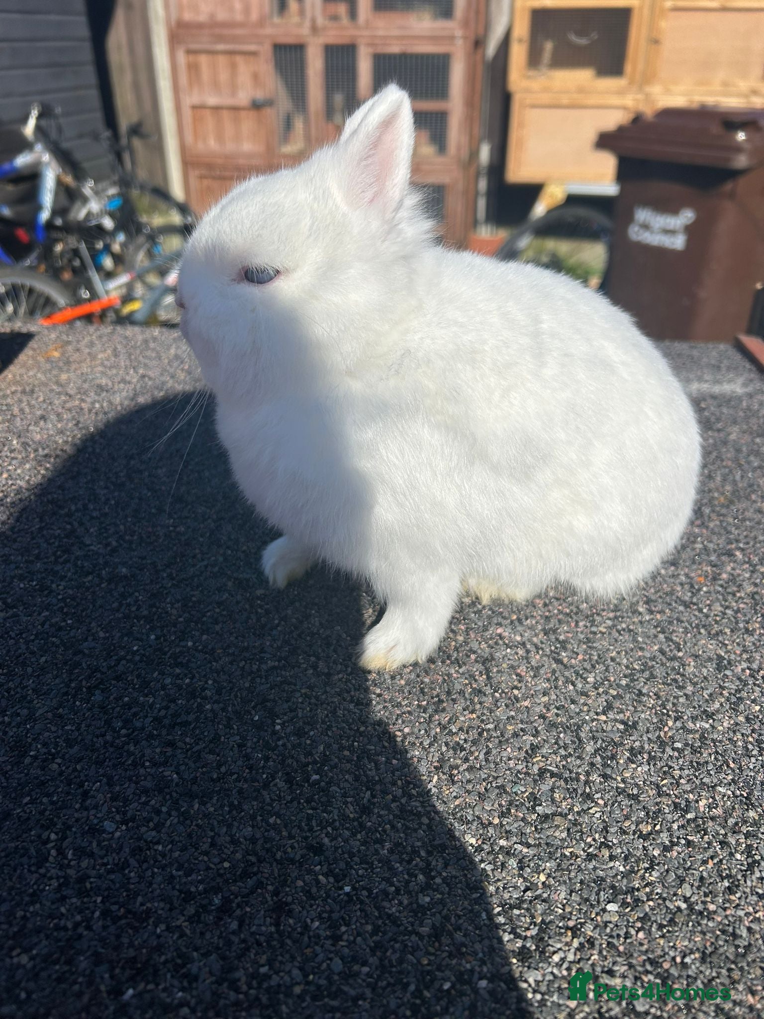 Netherland Dwarf rabbits Netherland dwarf  - Advert 2