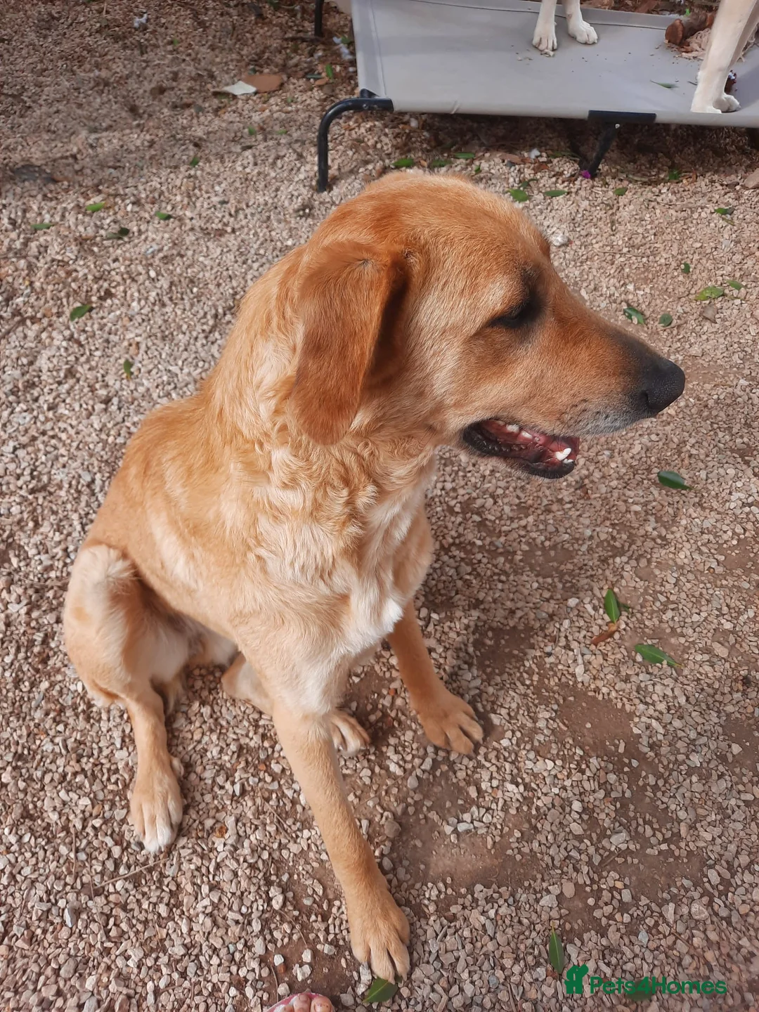 Mixed Breed dogs for adoption: Forever Home for Puppy Phoebe  - Advert 4