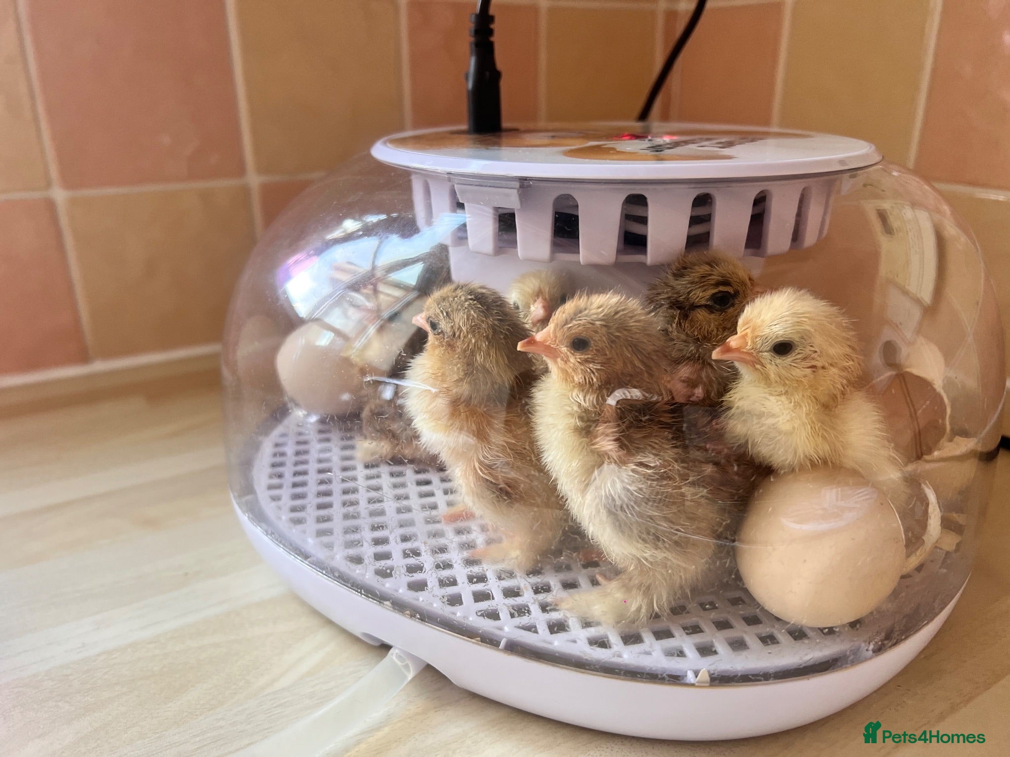 Chickens poultry Pekin Chicks for sale x 7  - Advert 1