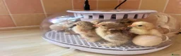 Chickens poultry for sale: Pekin Chicks for sale x 7  - Advert 1
