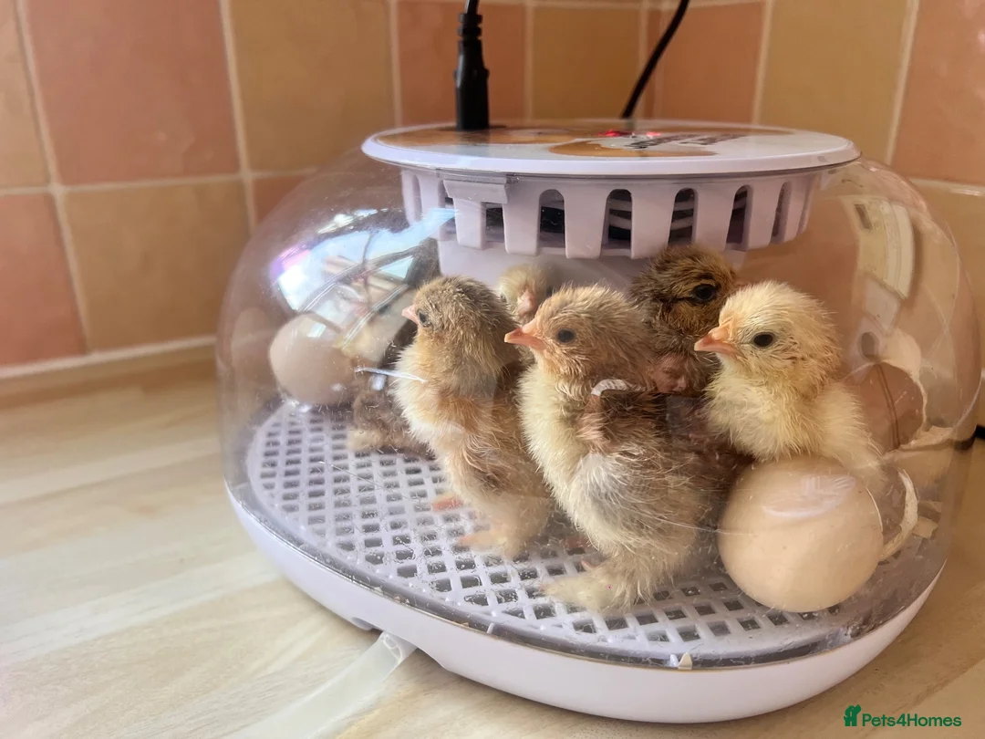 Chickens poultry for sale: Pekin Chicks for sale x 7  - Advert 1