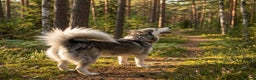Siberian Husky dogs for sale: Pure Bred Siberian Husky for rehoming  - Advert 4