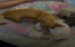 Chipoo dogs for sale: Tiny Chihuahua / Asian toy poodle  - Image 9