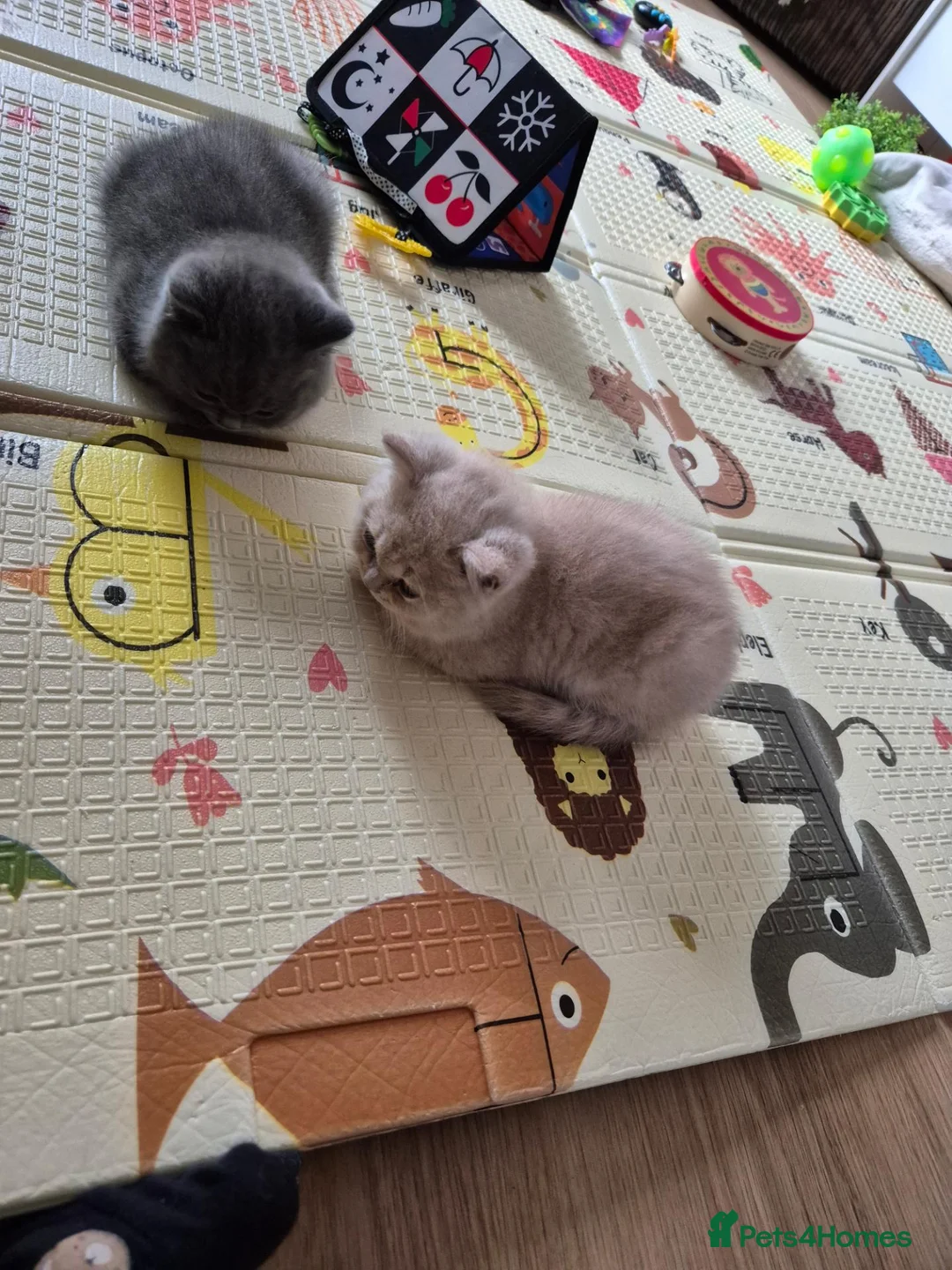 British Shorthair cats for sale: Pedigree British Shorthair Girls - Advert 2
