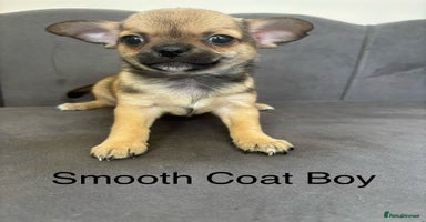 Chihuahua dogs - Advert 1