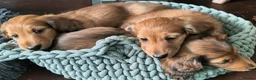 Miniature Dachshund dogs for sale: Gorgeous Miniature Dachshund Puppies in York - Advert 4