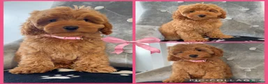 Cockapoo 4
