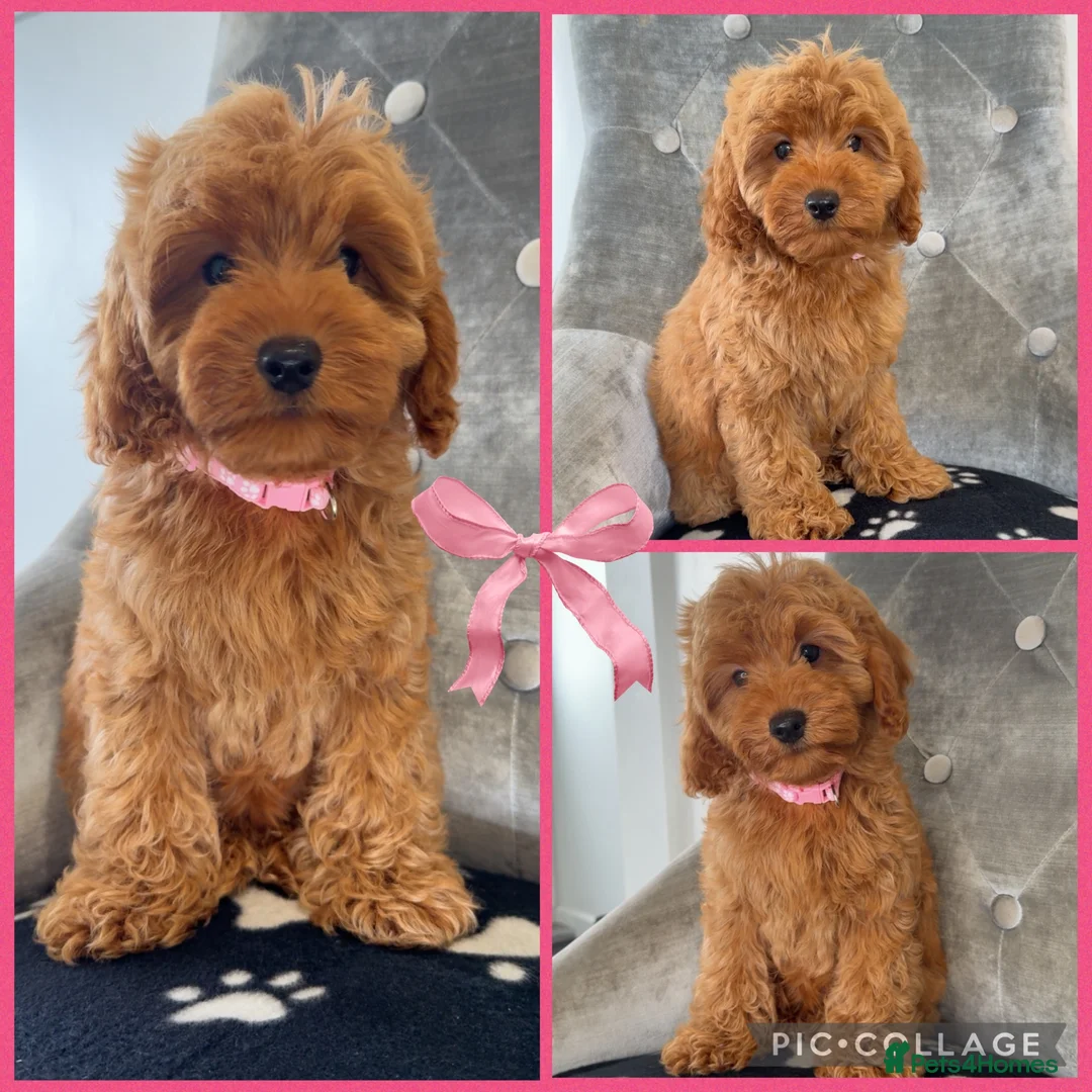 Cockapoo dogs for sale: Health clear F1B cockapoos - Advert 6