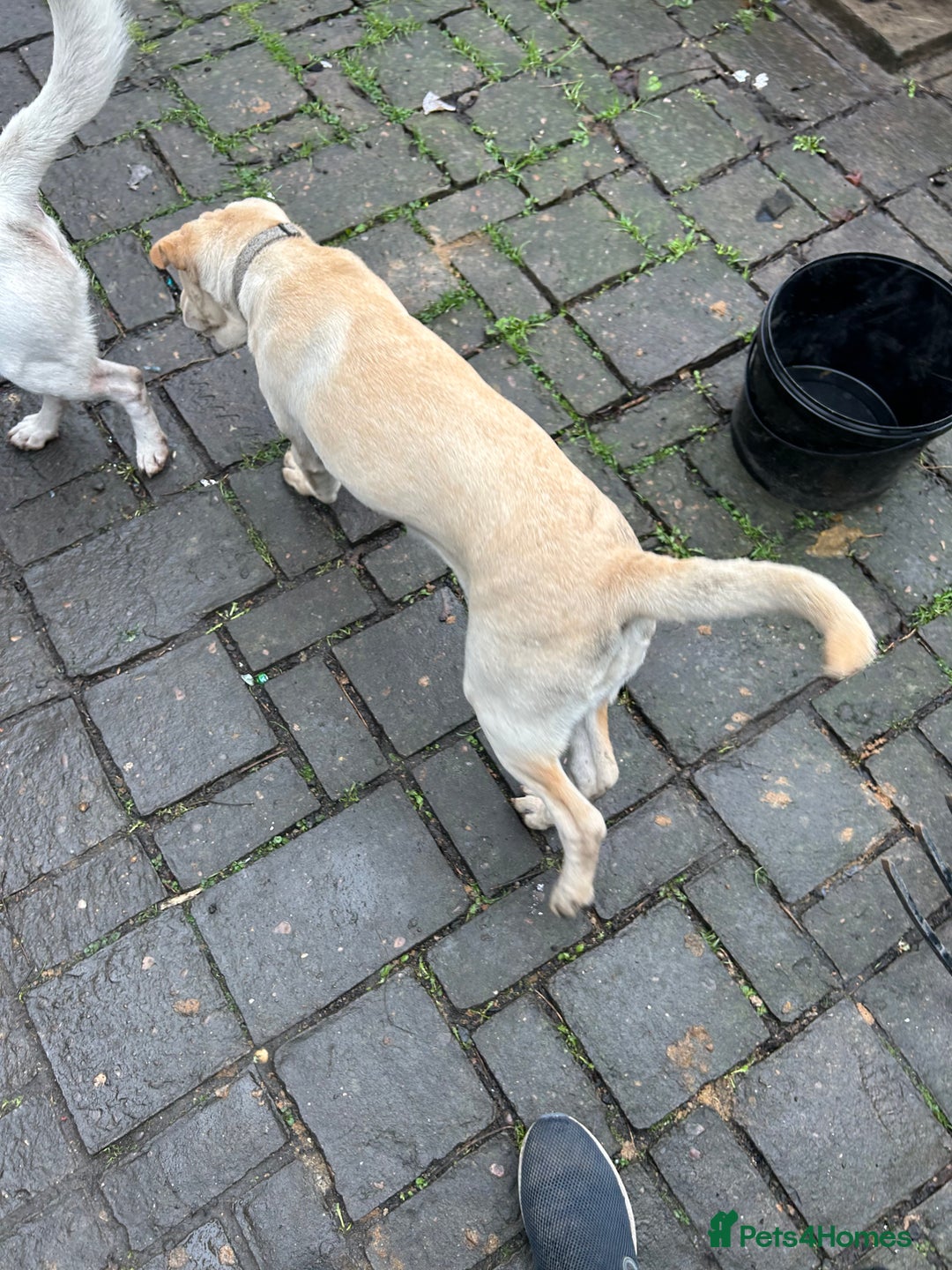 Mixed Breed dogs for sale: Beautiful Shar-Pei x Cocker Spaniel pup - Advert 6