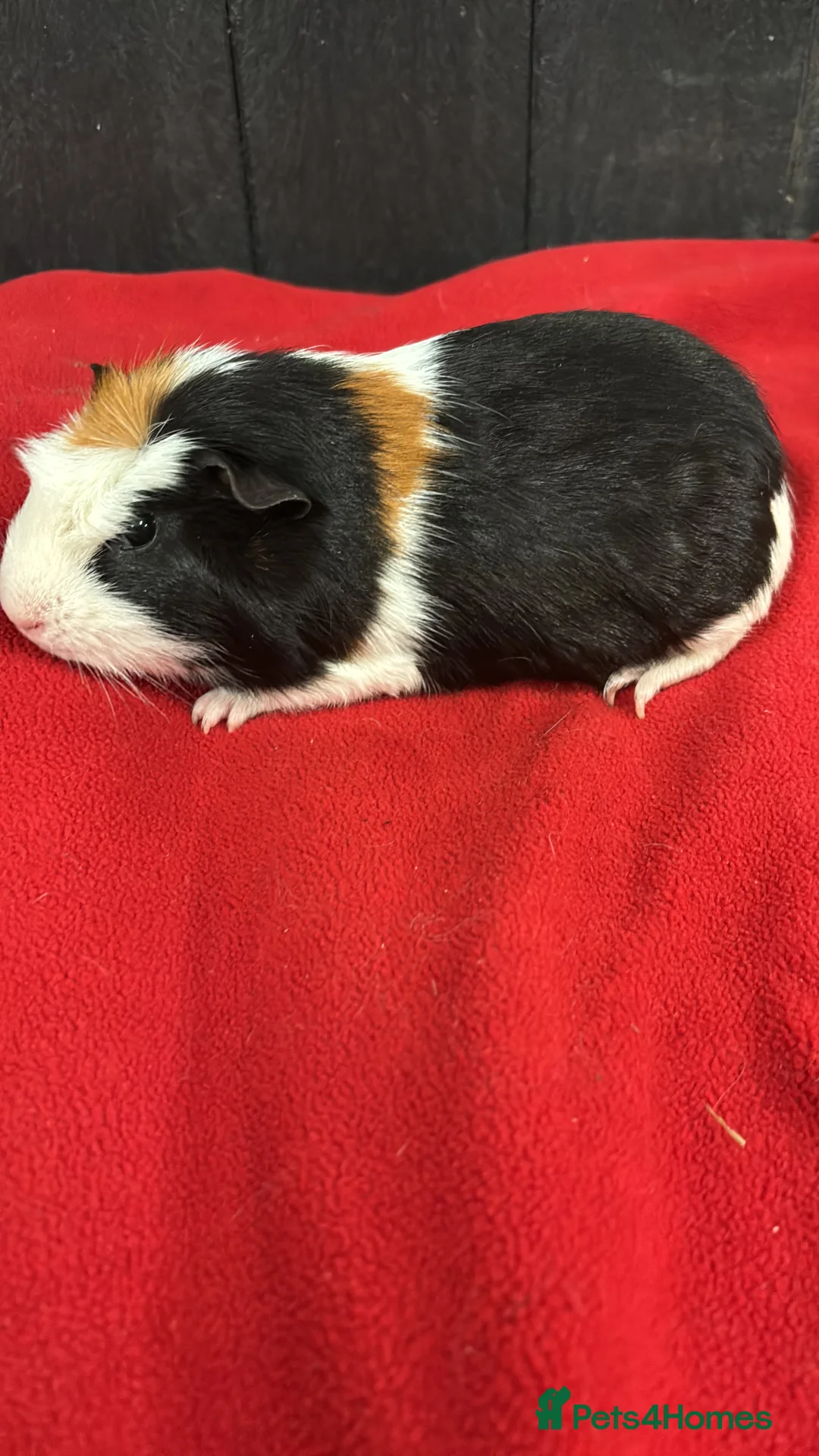 Guinea Pig rodents for sale: Baby guinea pigs ready now  - Advert 2