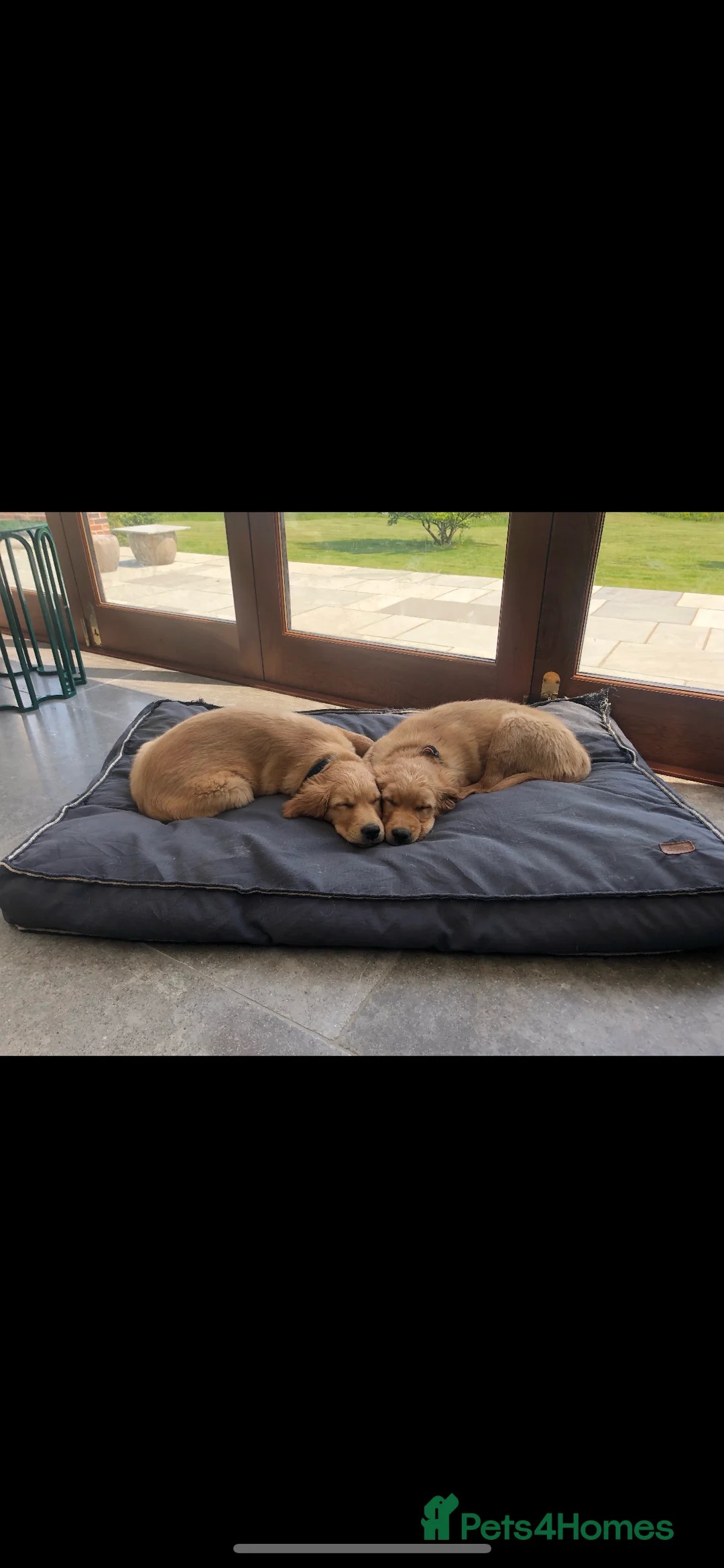 Golden Retriever dogs for stud: PROVEN & HEALTH TESTED Dark Red KC Retriever Stud - Advert 17