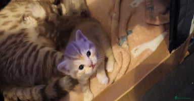 British Shorthair cats British shorthair - Advert 5