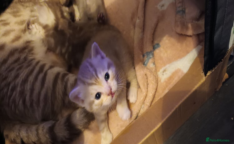 British Shorthair cats British shorthair - Advert 7