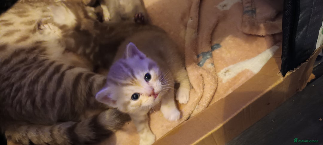 British Shorthair cats for sale: British shorthair - Advert 2