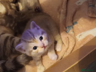 British Shorthair cats British shorthair - Advert 5