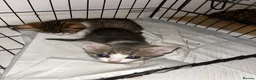 Domestic Shorthair cats for sale: 4 gorgeous male kittens 8weeks - Advert 31