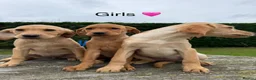 Labrador Retriever dogs for sale: Fox red & Yellow Labrador Puppies  - Advert 7