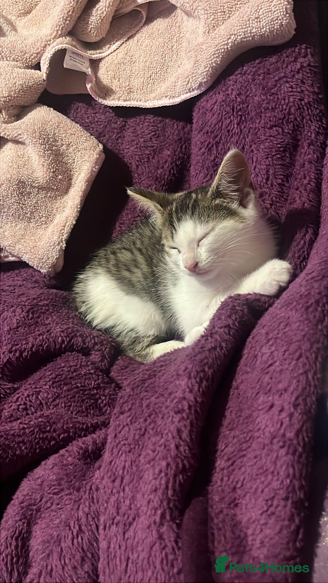 Mixed Breed cats for sale: Gorgeous 3month old kitten  - Image 7