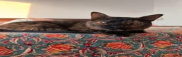 Arabian Mau cats for adoption: Mildred  - Advert 2