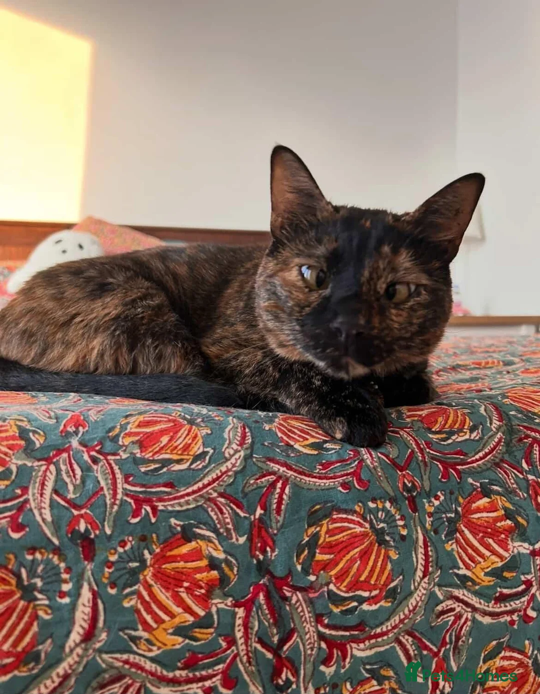 Arabian Mau cats for adoption: Mildred  - Advert 2