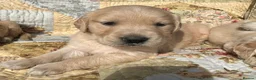 Golden Retriever dogs for sale: Golden Retriever Puppies Ready 13 April in Llandysul - Advert 21