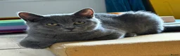 British Shorthair cats for sale: One lovely little blue BSH left, available now.  - Advert 6