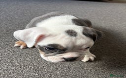 English Bulldog dogs for sale: 8 week old beautiful English Bulldog - Advert 6