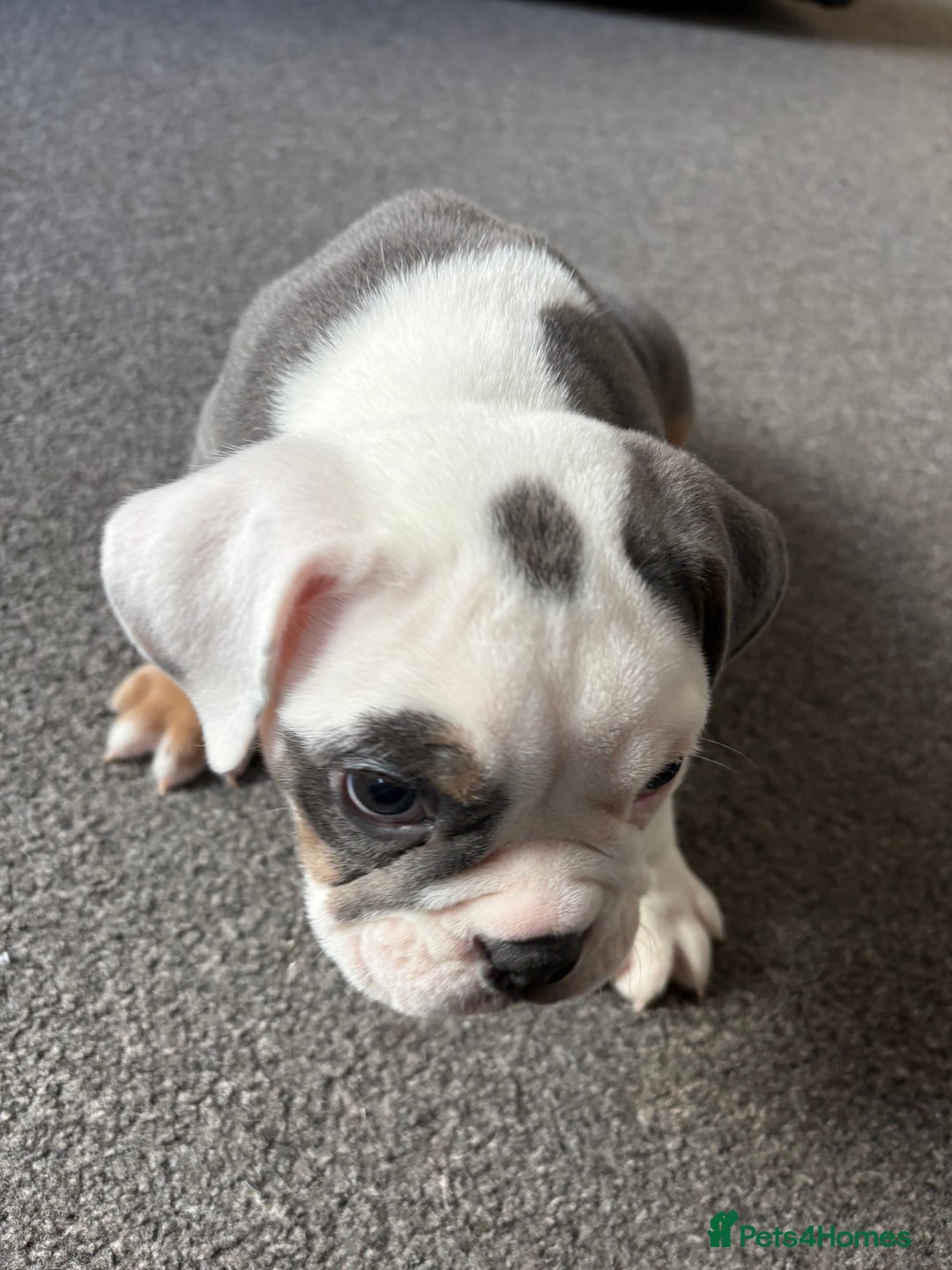 English Bulldog dogs for sale: 8 week old beautiful English Bulldog - Advert 6