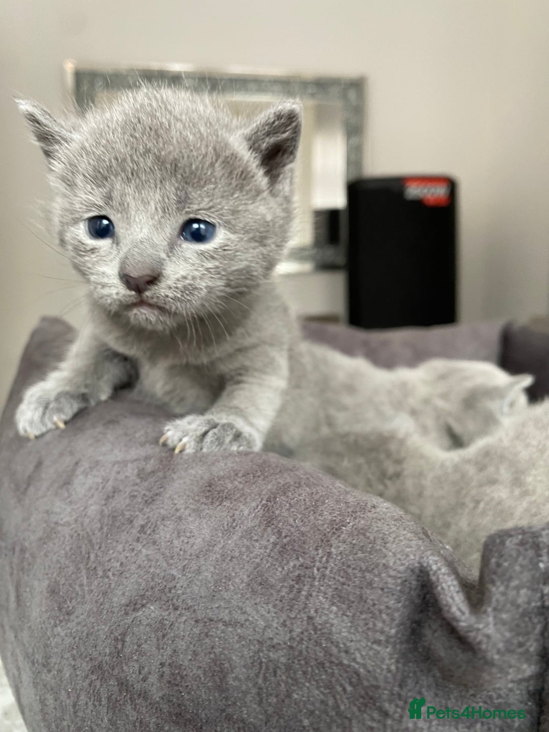 Russian Blue cats for sale: Russian blue kittens  - Image 4
