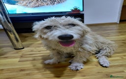 Mixed Breed dogs for adoption: A Gentle & Beautiful Girl - for a Loving Home - Image 28