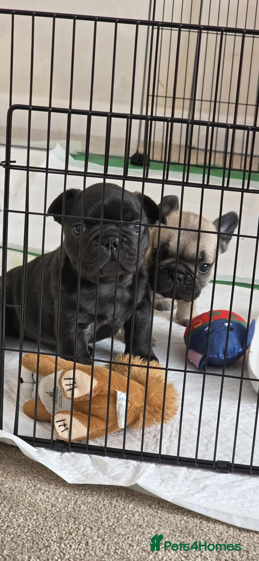 French Bulldog dogs Daisy and Rolf - Advert 3