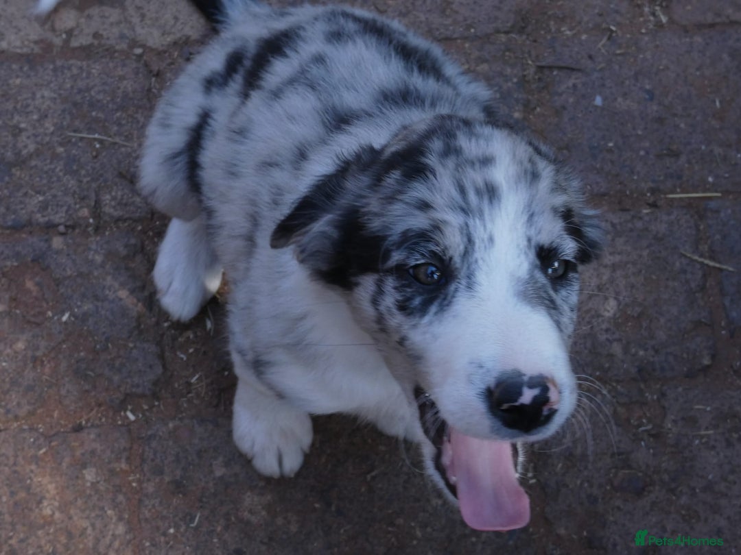 Border Collie dogs for sale: Red, and blue merle, tri, b/w collies farm reared - Image 13
