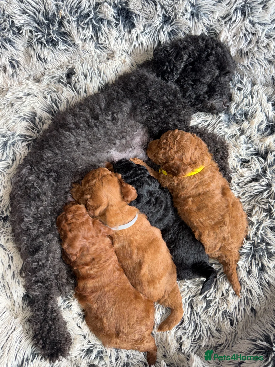 Toy Poodle dogs for sale: Gorgeous PureBred Toy Poodle Pups😍🐶 in Manchester - Advert 2