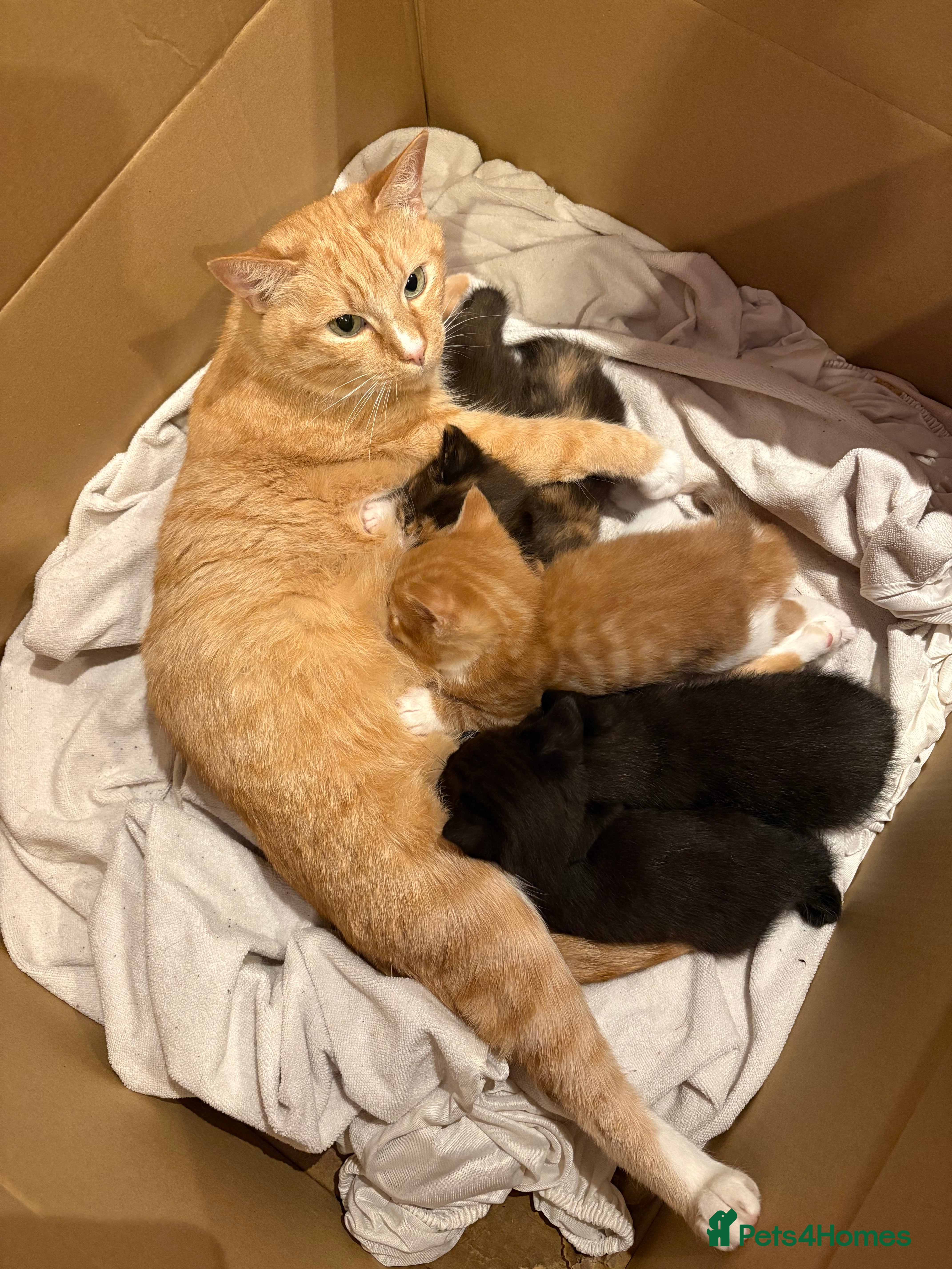 Mixed Breed cats Gorgeous litter of kittens - Advert 1